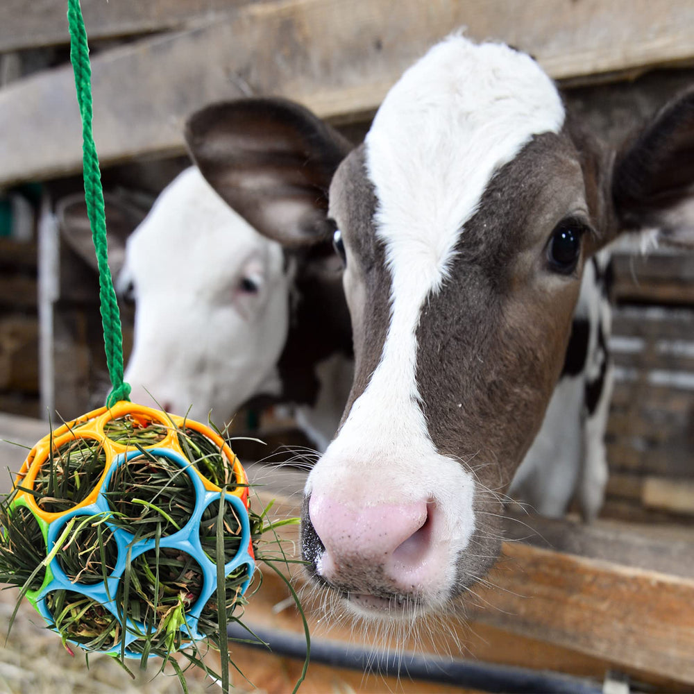 Besimple feeder ball in colorful variation boosts stall engagement and enrichment.