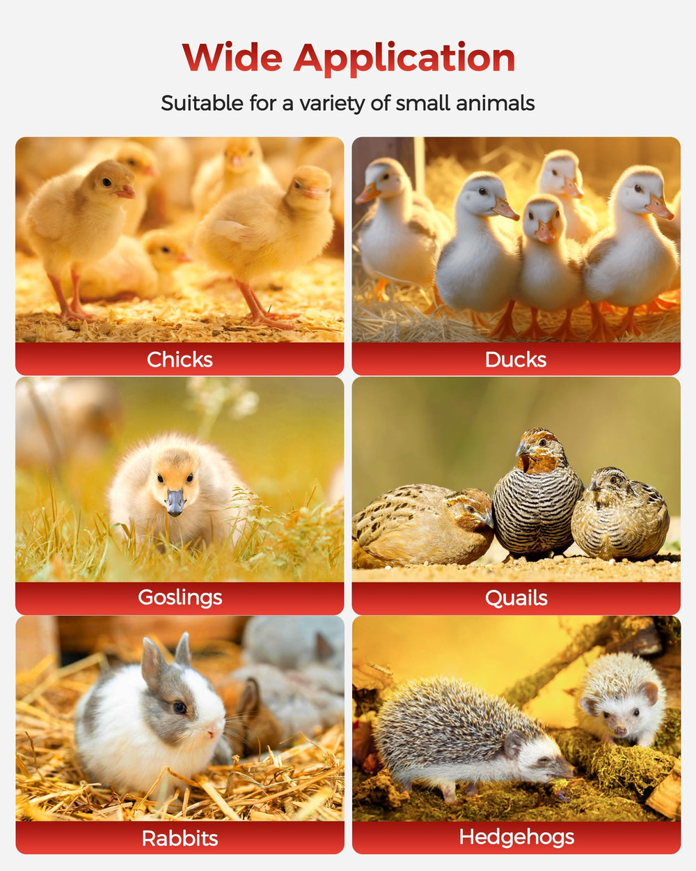 Besly Large Brooder Box waterproof fabric simplifies cleaning after use.