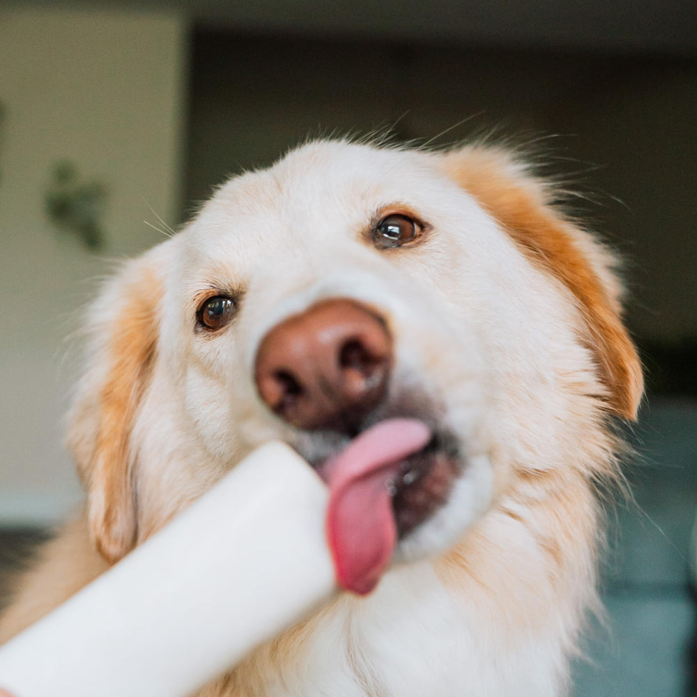 Best Bully Sticks refillable shin bone feature suggests new treat options