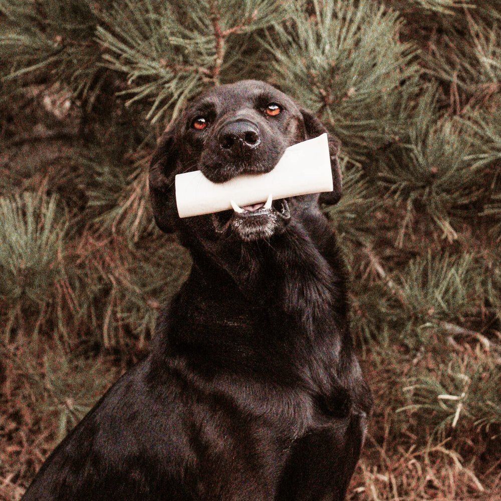 Dog enjoys chew during playtime, demonstrating engagement and interest.