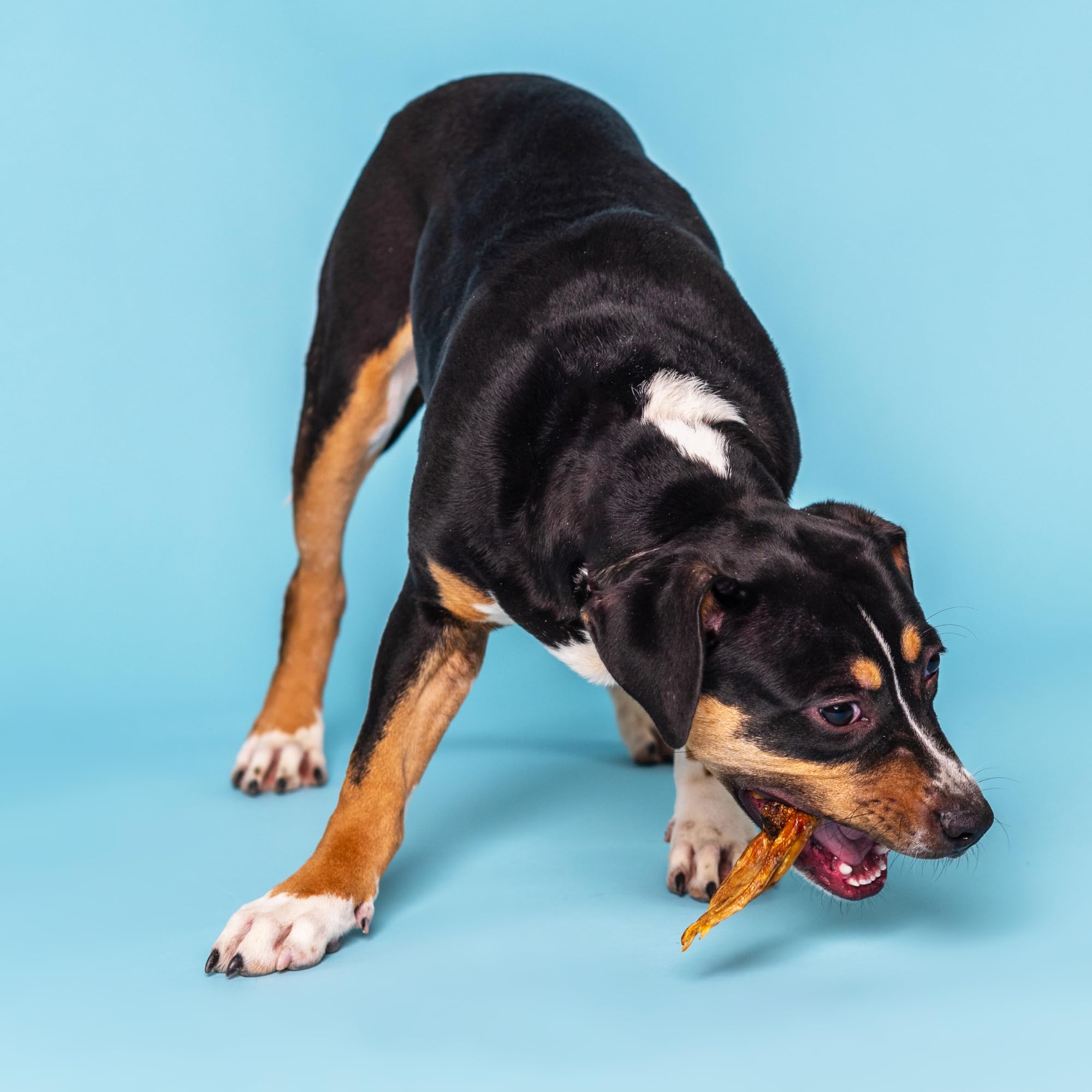 Best Bully Sticks Duck Feet glucosamine-rich joints support during activity
