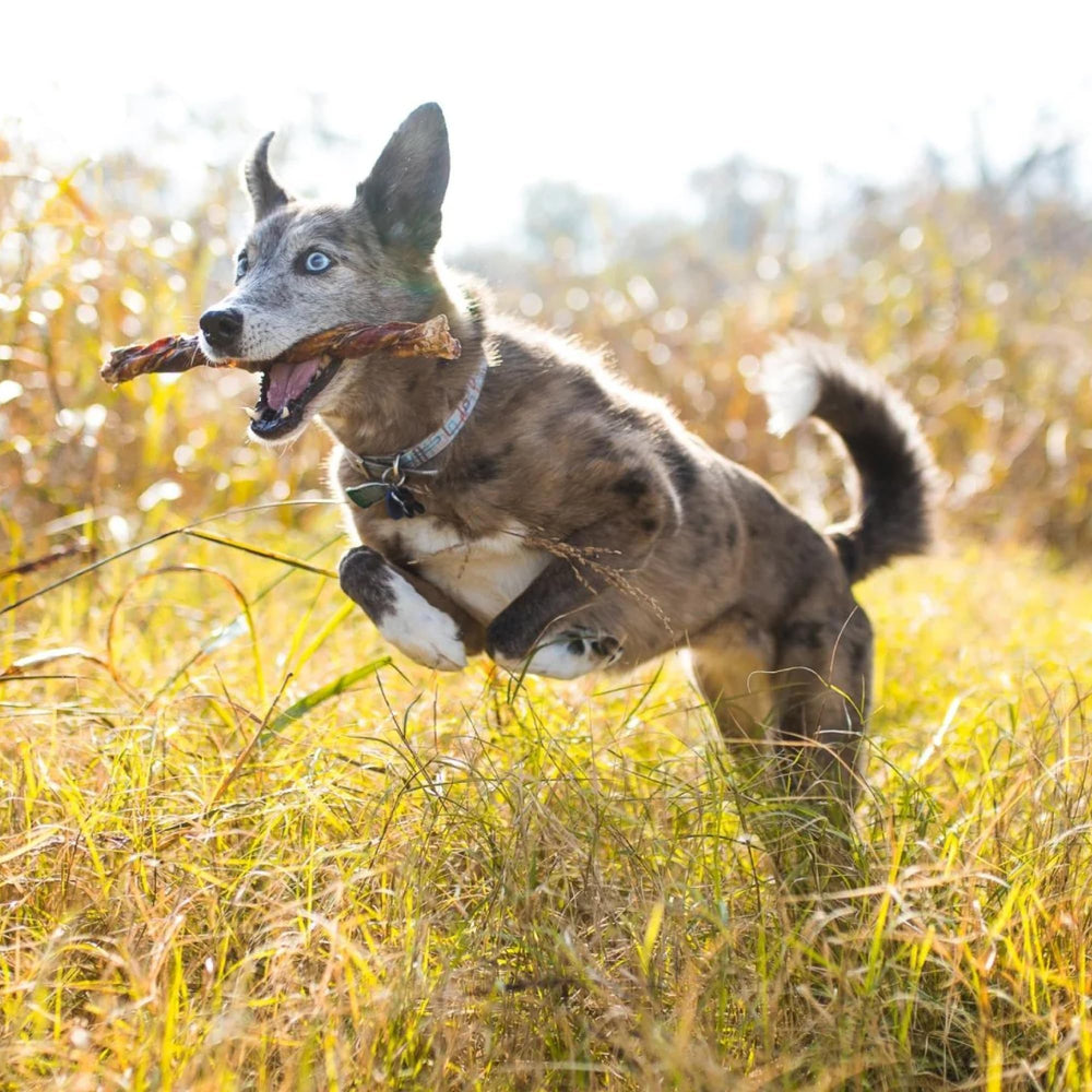 Best Bully Sticks grain-free, hormone-free treat suitable for dogs without fillers.