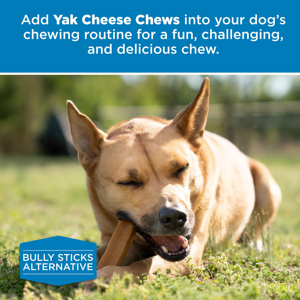 Best Bully Sticks odor-free yak cheese treat for dogs