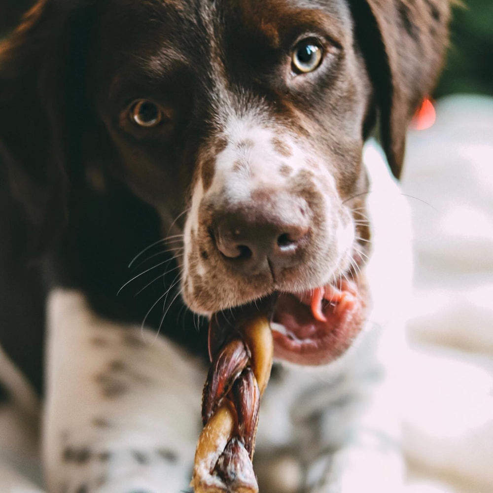 Best Bully Sticks rawhide-free beef chews offer a safer alternative.