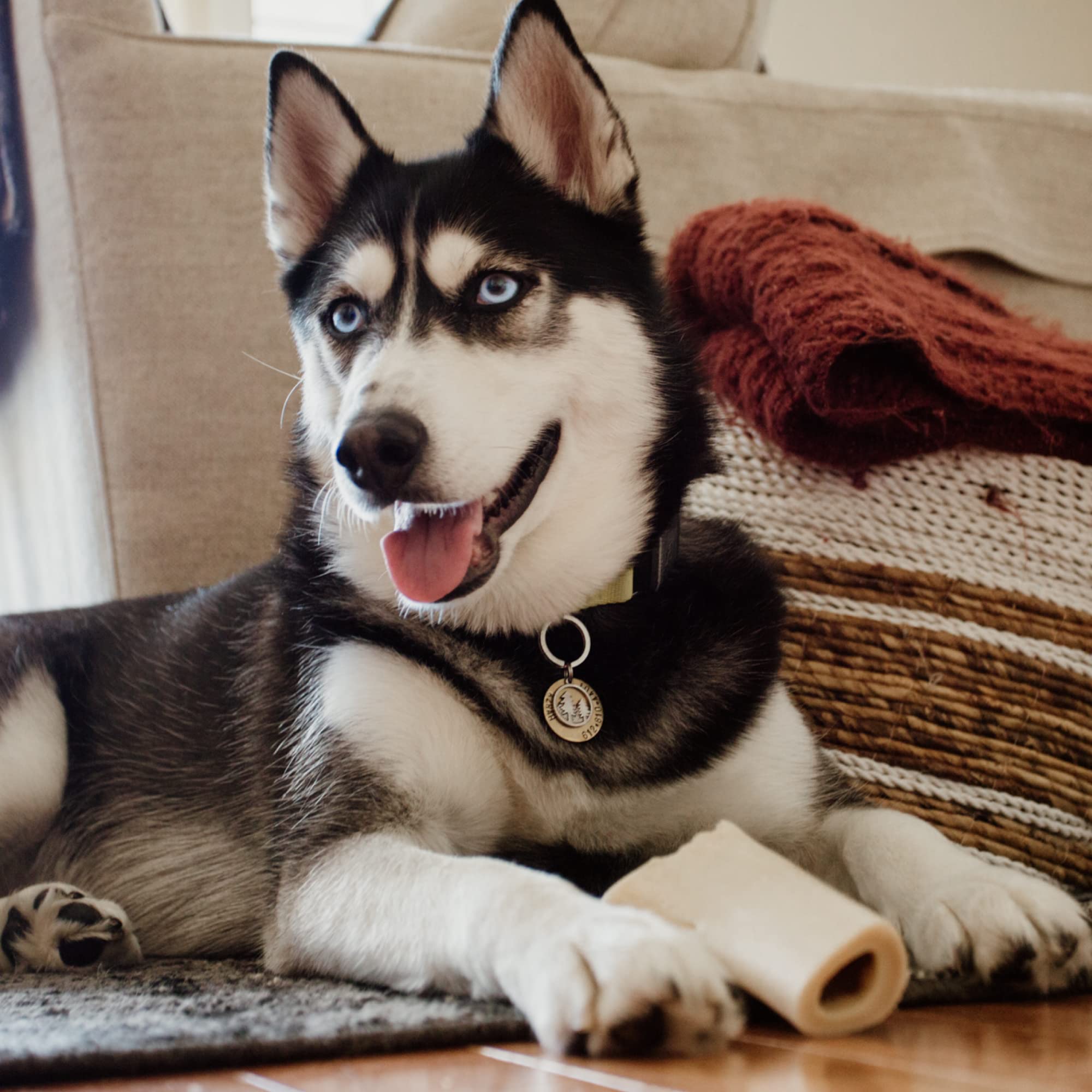 Best Bully Sticks refillable bone with treats for a new chewing session