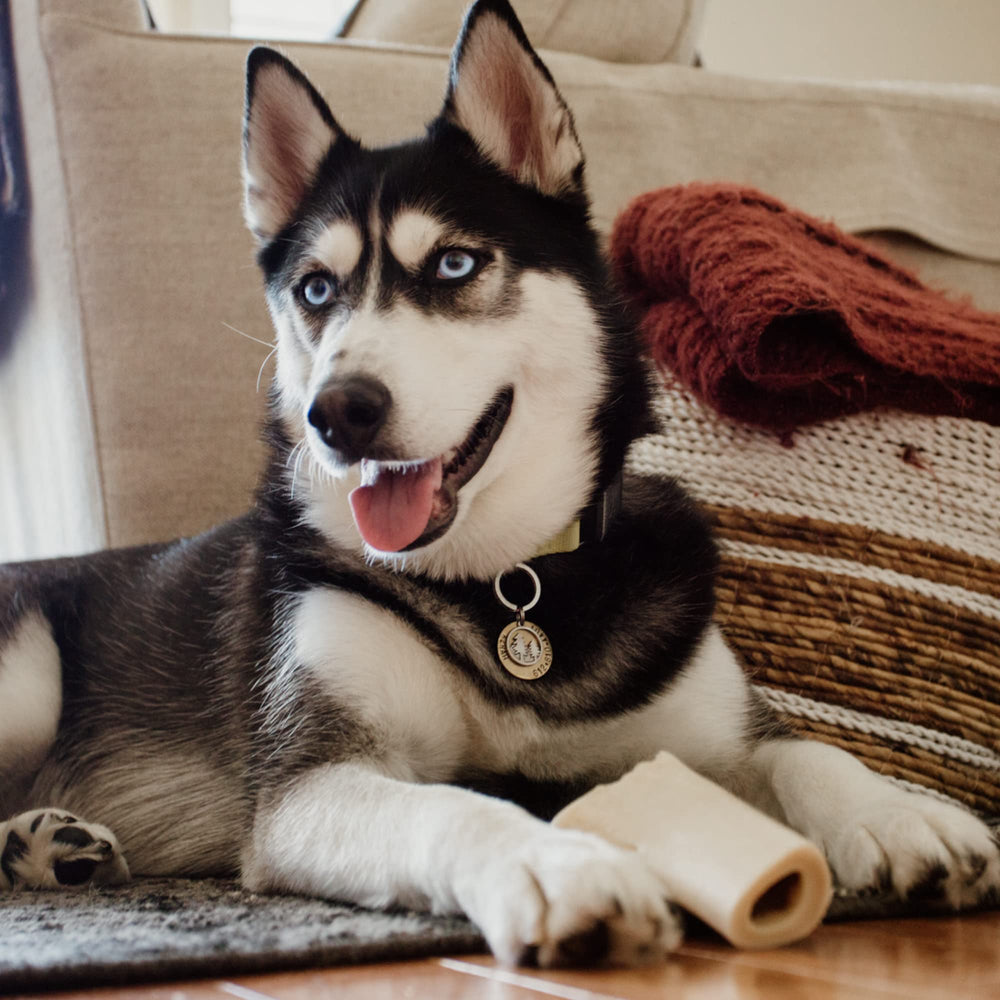 Best Bully Sticks refillable bone with treats for a new chewing session