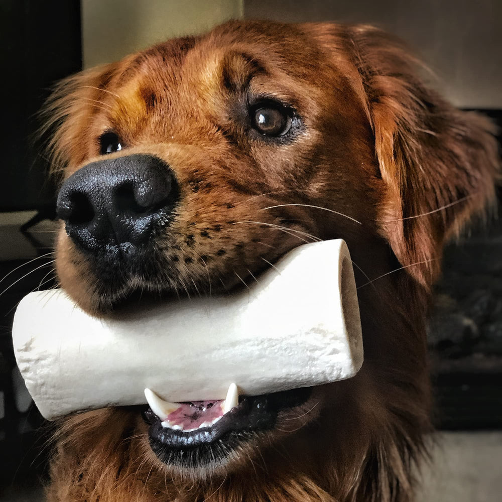 Best Bully Sticks safe natural shin bones for dogs