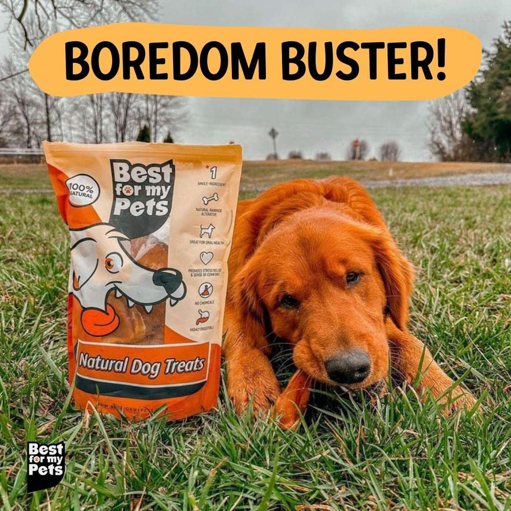 Best For My Pets pig ears dog-chewing scene emphasizing natural pork flavor and digestibility.