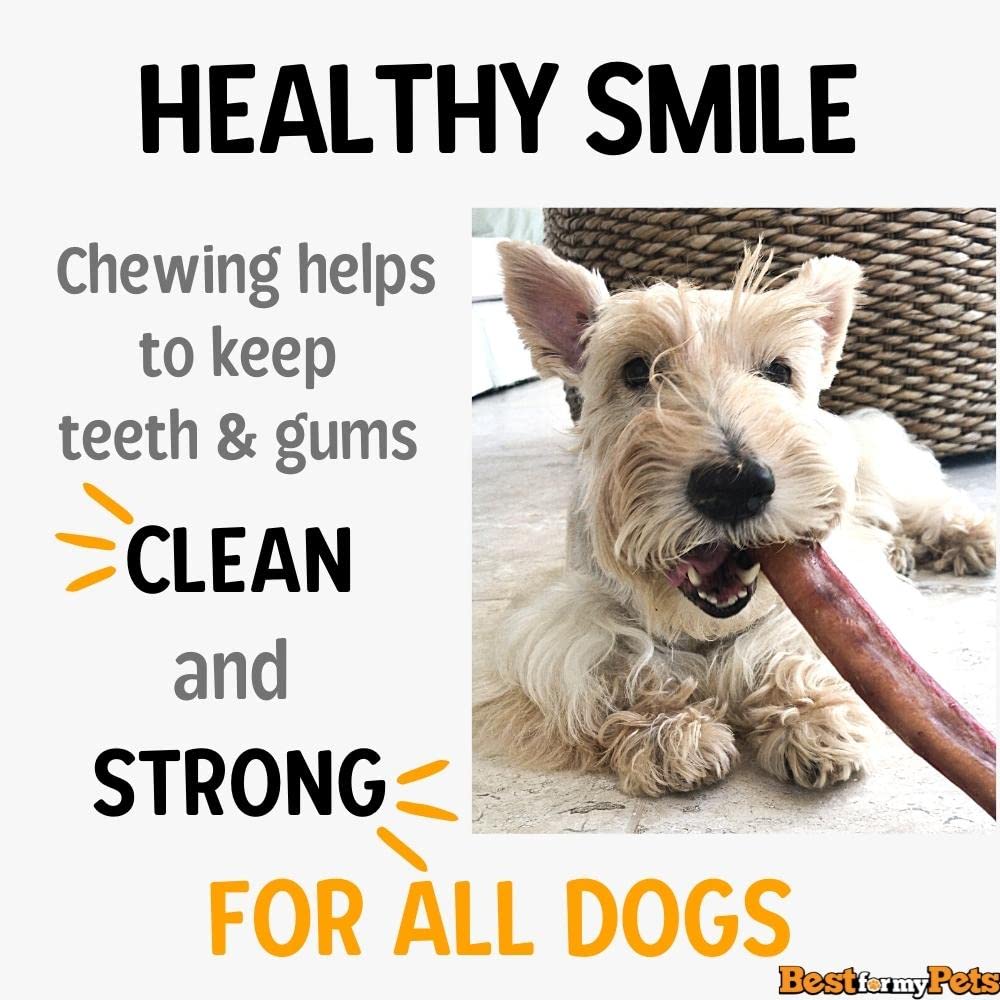 Best For My Pets Senior Dog enjoying chew while clean teeth benefits highlighted.