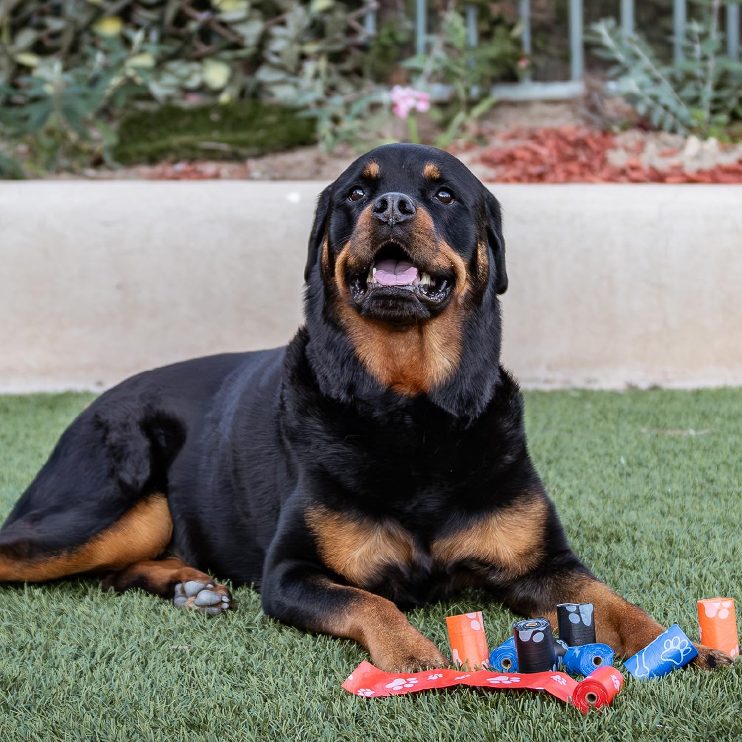Best Pet Supplies bags on outdoor walks for convenient on-the-go cleanup.