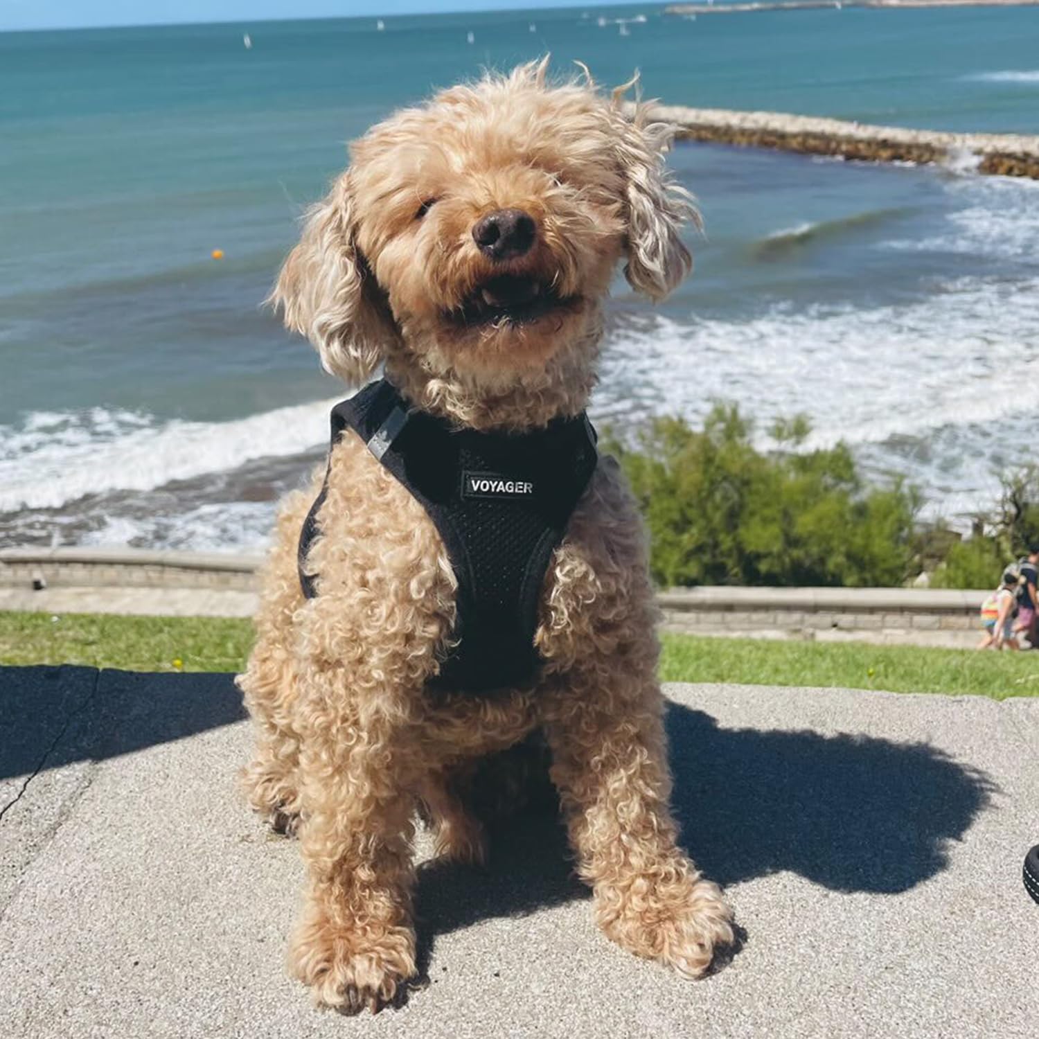 Best Pet Supplies small-to-medium dogs and cats wearing harness for secure daily use.