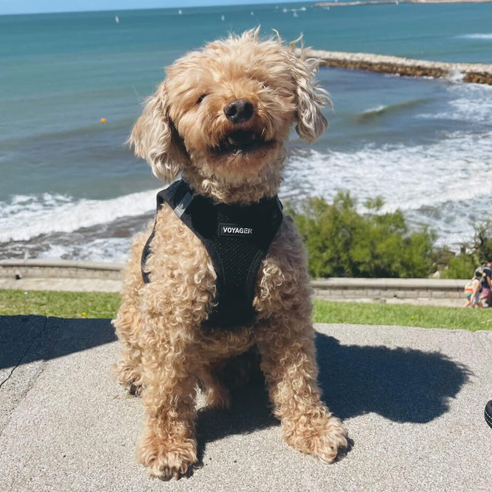 Best Pet Supplies small-to-medium dogs and cats wearing harness for secure daily use.