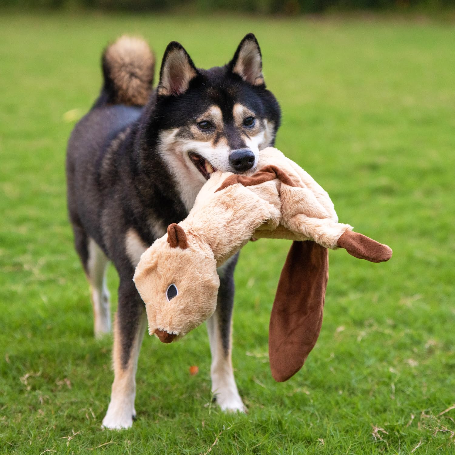 Best Pet Supplies squeaky dog toy bottle-crunch adds extra crunchy sound for engagement