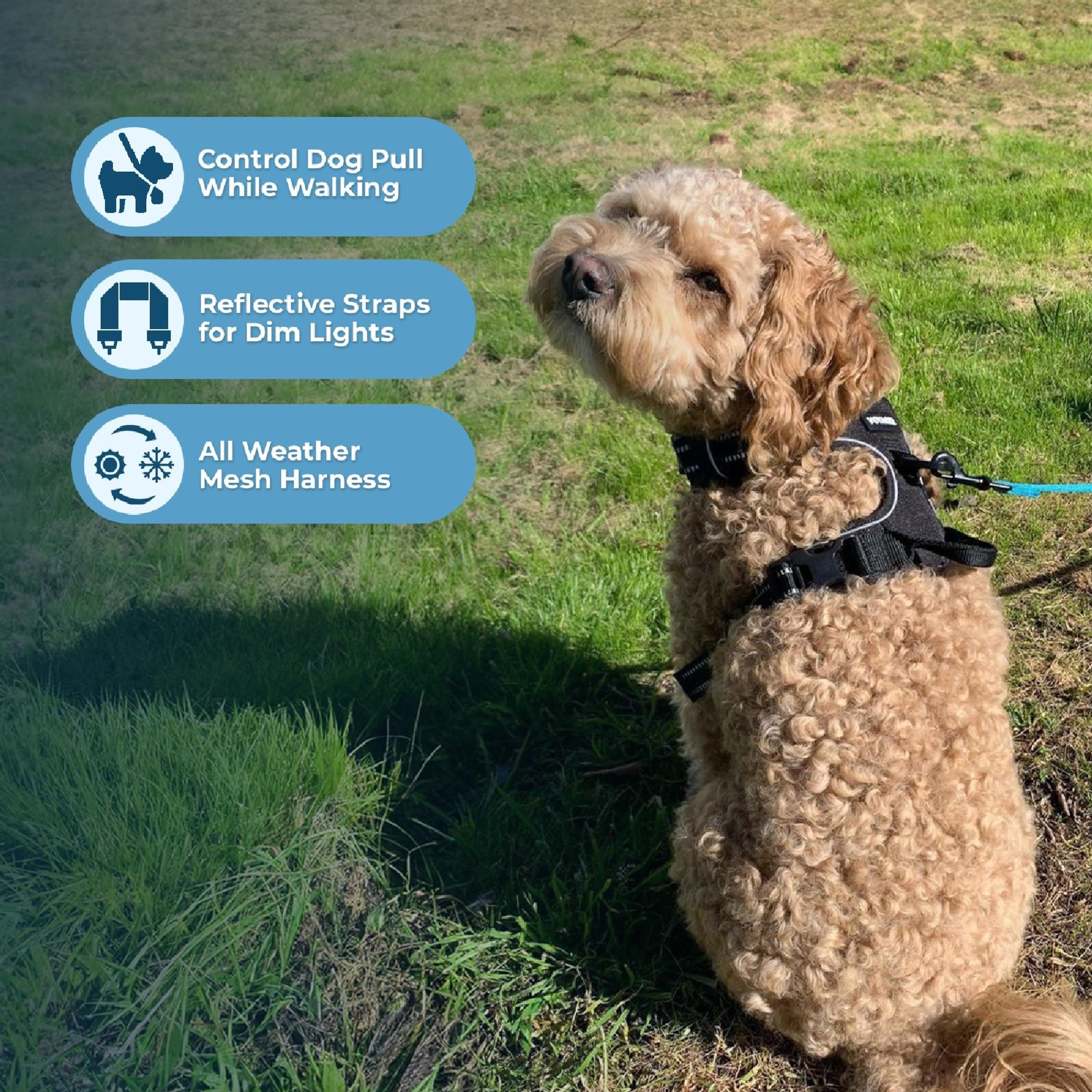 Best Pet Supplies Voyager no-pull design reduces pressure for comfortable walks.