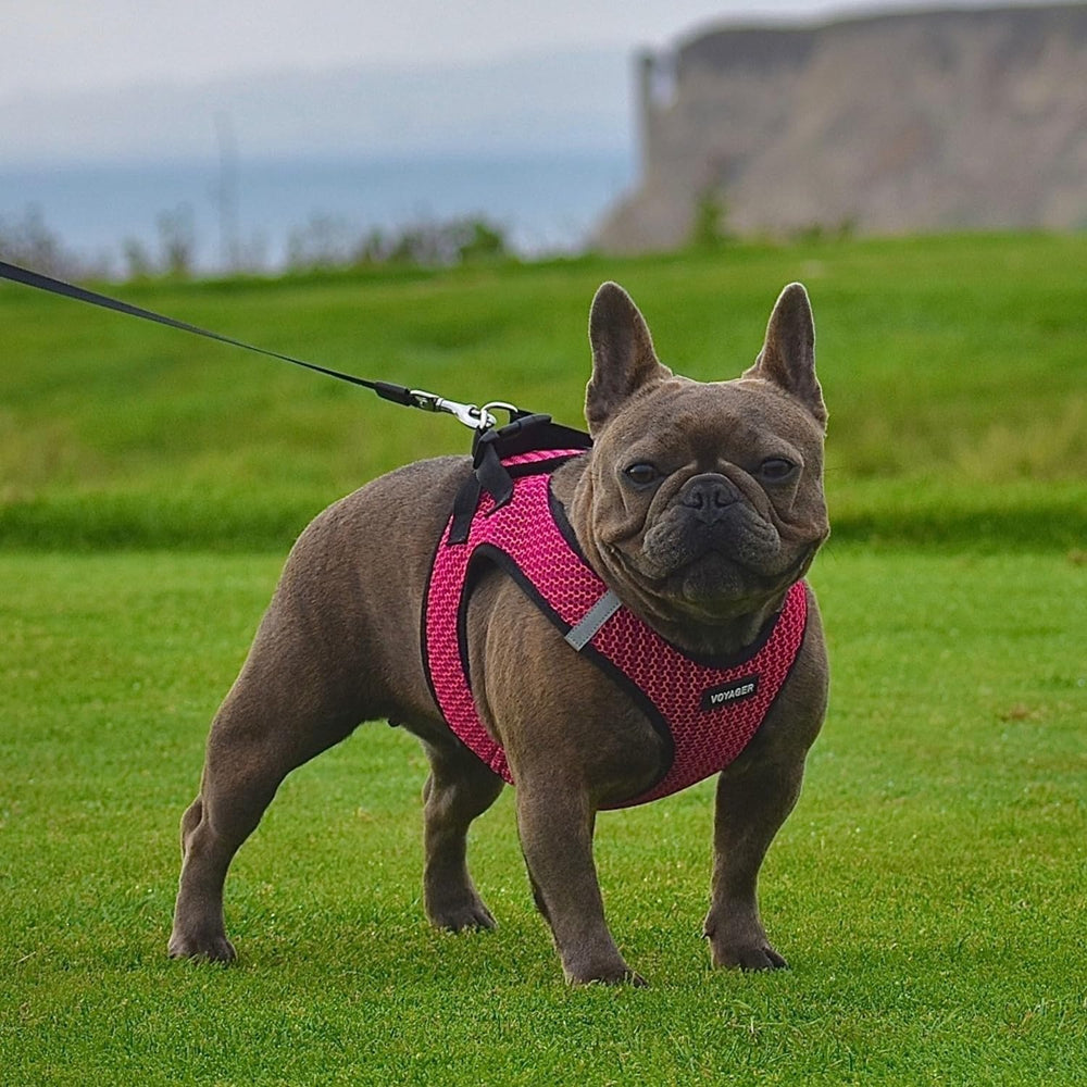 Best Pet Supplies Voyager easy-on vest simplifies outdoor adventures.