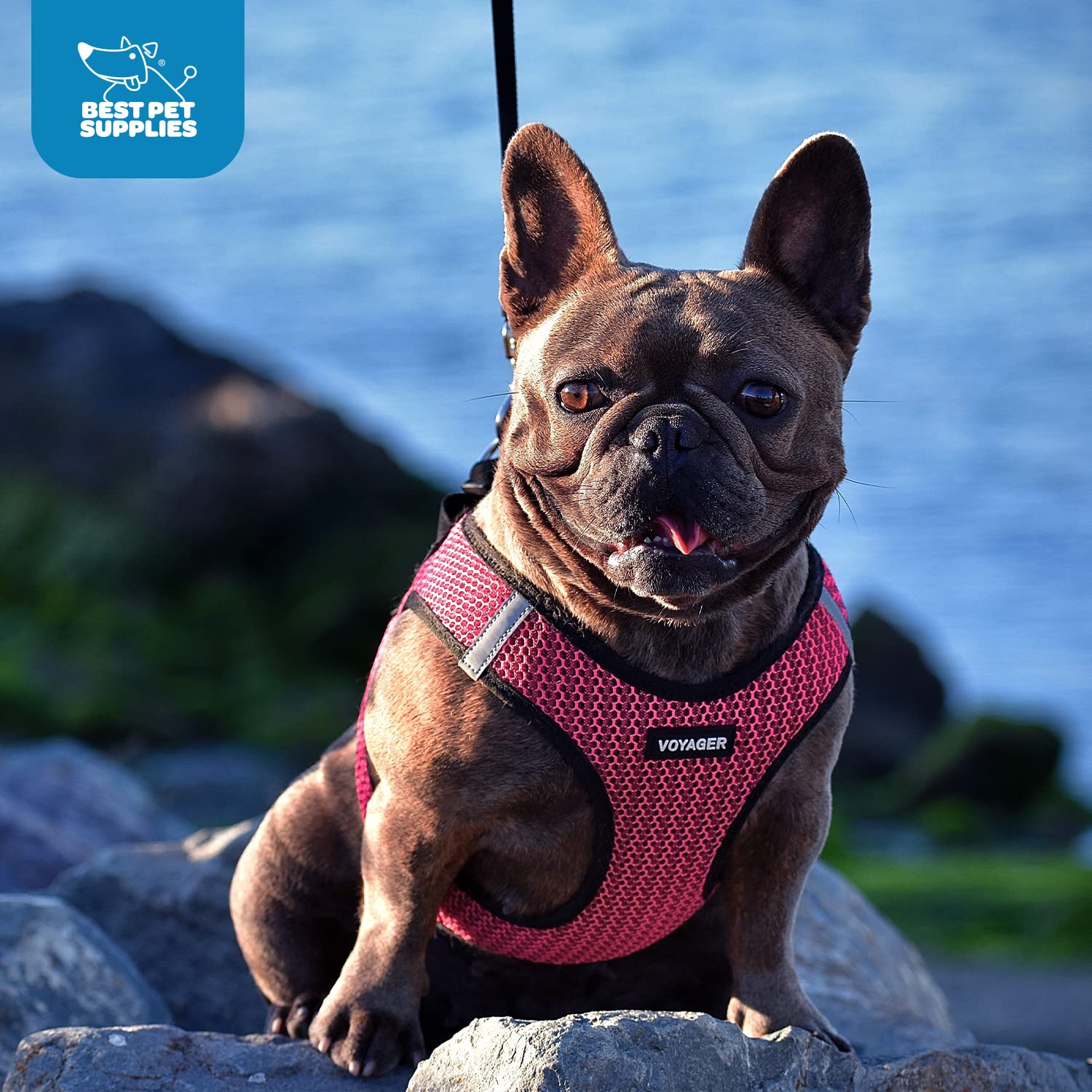 Best Pet Supplies Voyager secure buckle ensures sturdy quick-release closure.