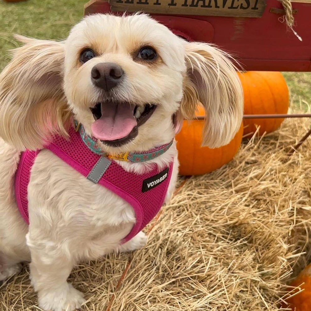 Best Pet Supplies Voyager harness all-weather breathable mesh in action