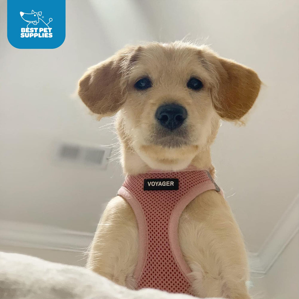 Best Pet Supplies Voyager Step-in Air Harness on cat demonstrates versatile use.