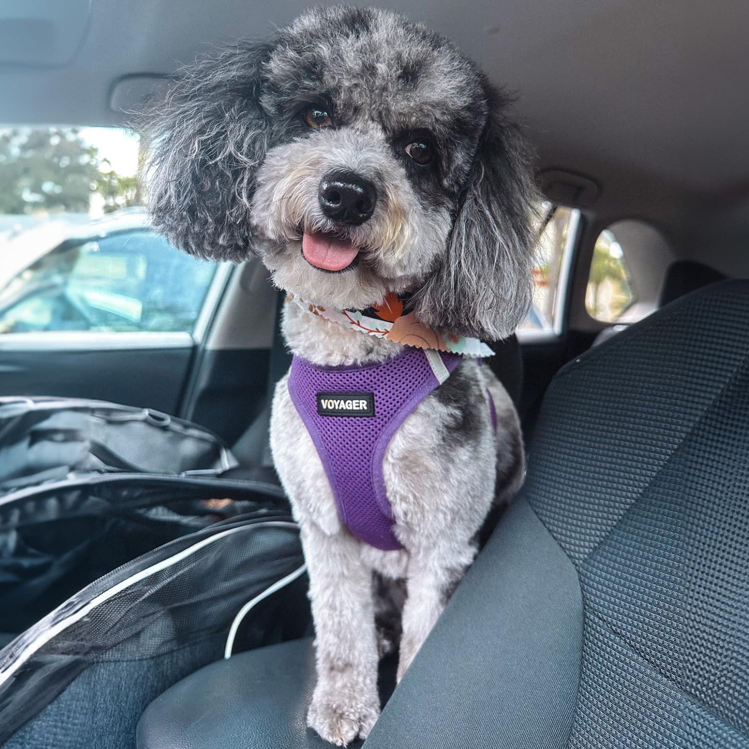 Best Pet Supplies Voyager step-in air harness is easy to wear for quick errands.