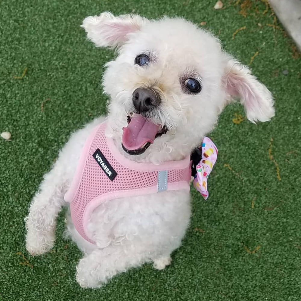 Best Pet Supplies Voyager Step-in Air Harness sturdy buckle for reliable security.