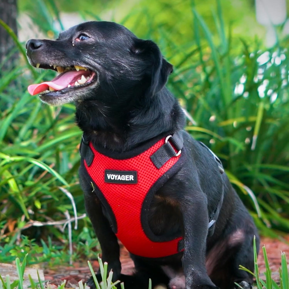 Best Pet Supplies Voyager Step-in Harness in use shows comfortable, step-in access for pets.