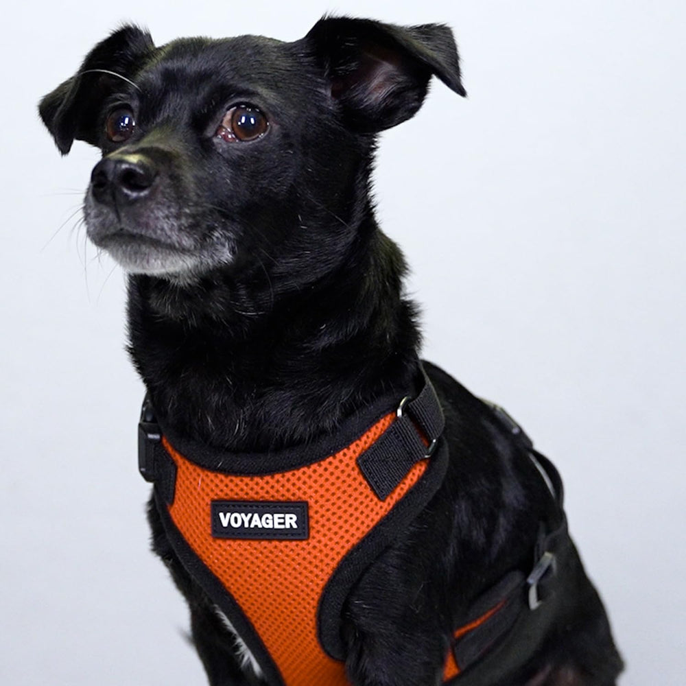 Pet wearing Voyager Step-in Harness during a walk demonstrates comfort and freedom of movement