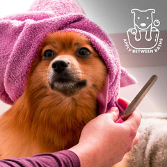 Best Shot UltraMAX Pro Finishing Spray on cat coat for smooth, manageable fur