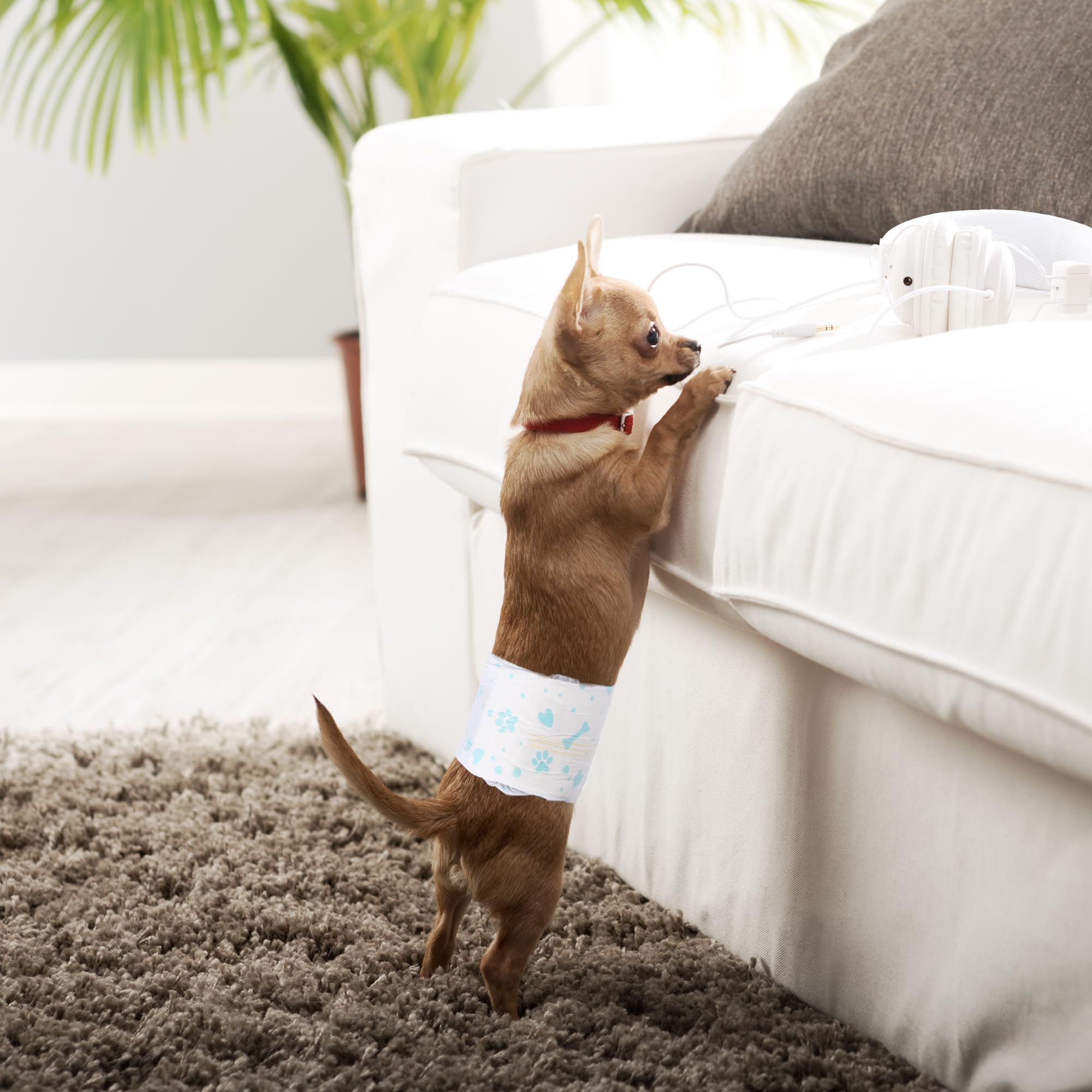 Bestle Male Dog Wrap travel scenario illustrating all-day protection.