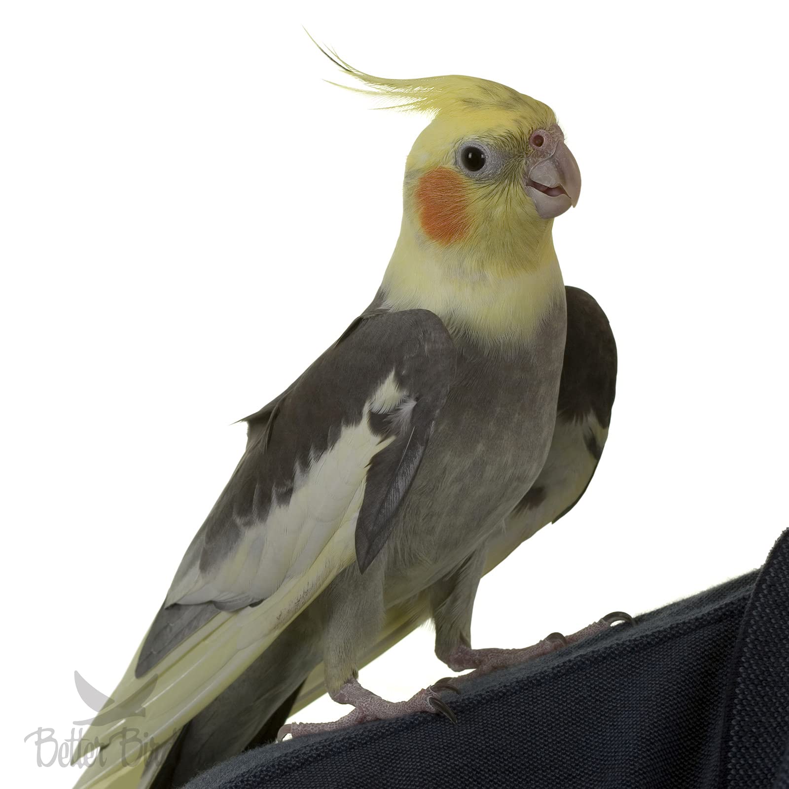 Better Bird Premium Cockatiel Food ingredients display highlights seeds, grains, and vitamins for a complete mix.