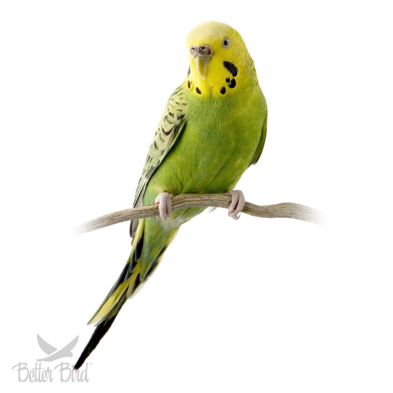 Better Bird Premium Parakeet Food served in dish for convenient free-choice feeding.