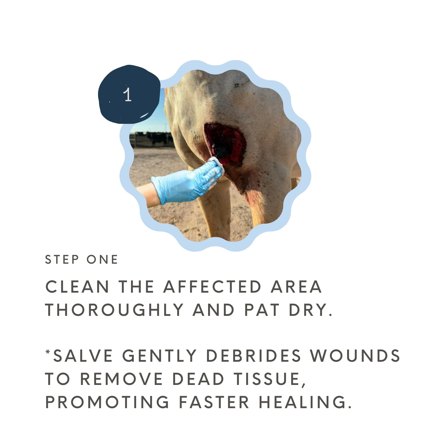 Bev's Magic Salve on horse wound shows calming, protective layer