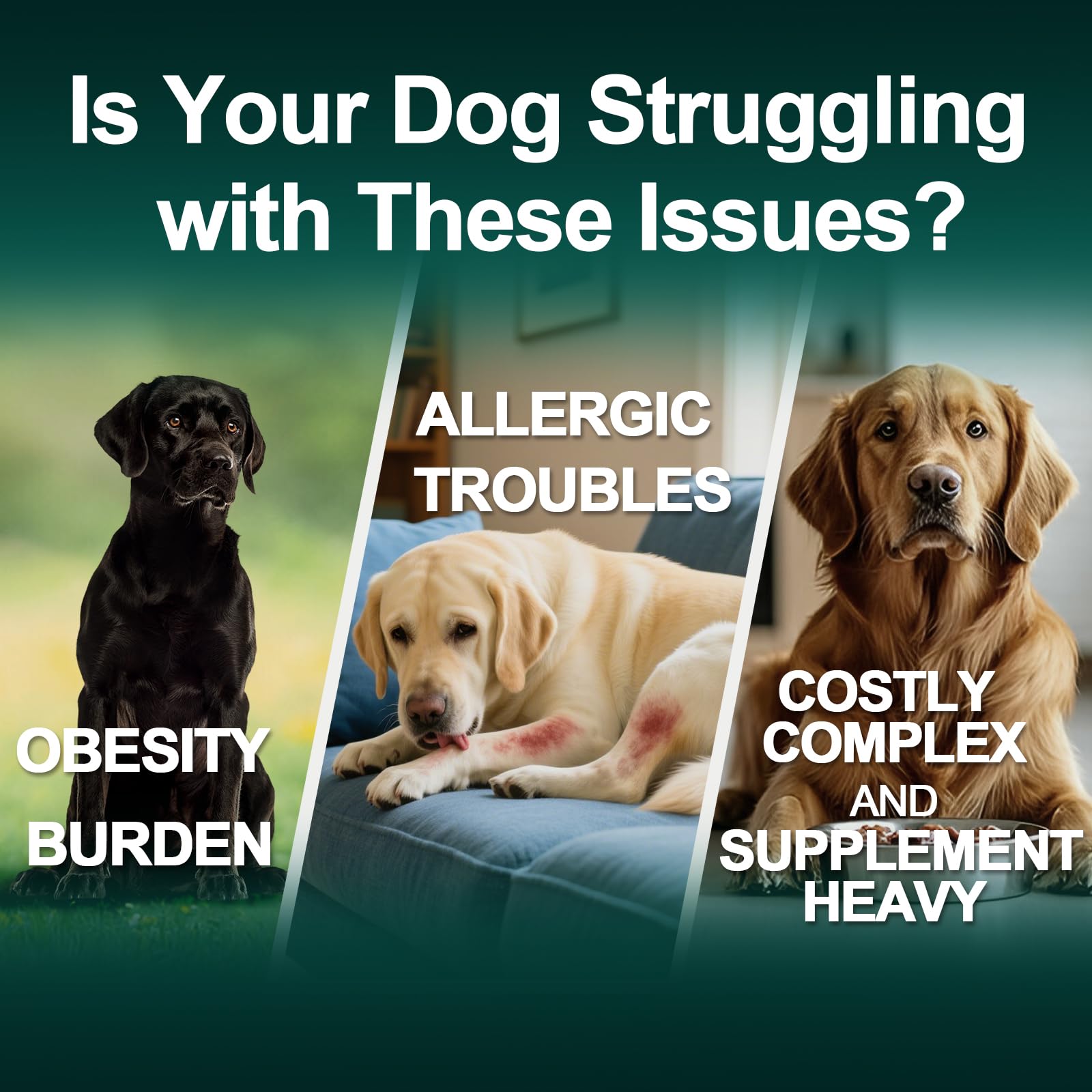 BFDEREN serving jar highlights probiotics and immune-support ingredients for dogs.