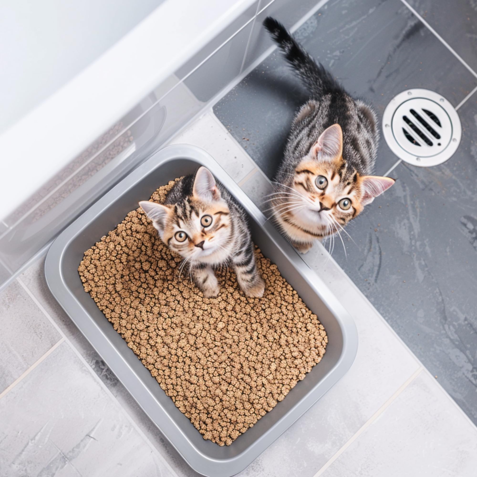 BierBear large capacity 15 quarts supports up to four cats in shared spaces.