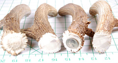 Big Dog Antler Chews for aggressive chewers shows durable interior