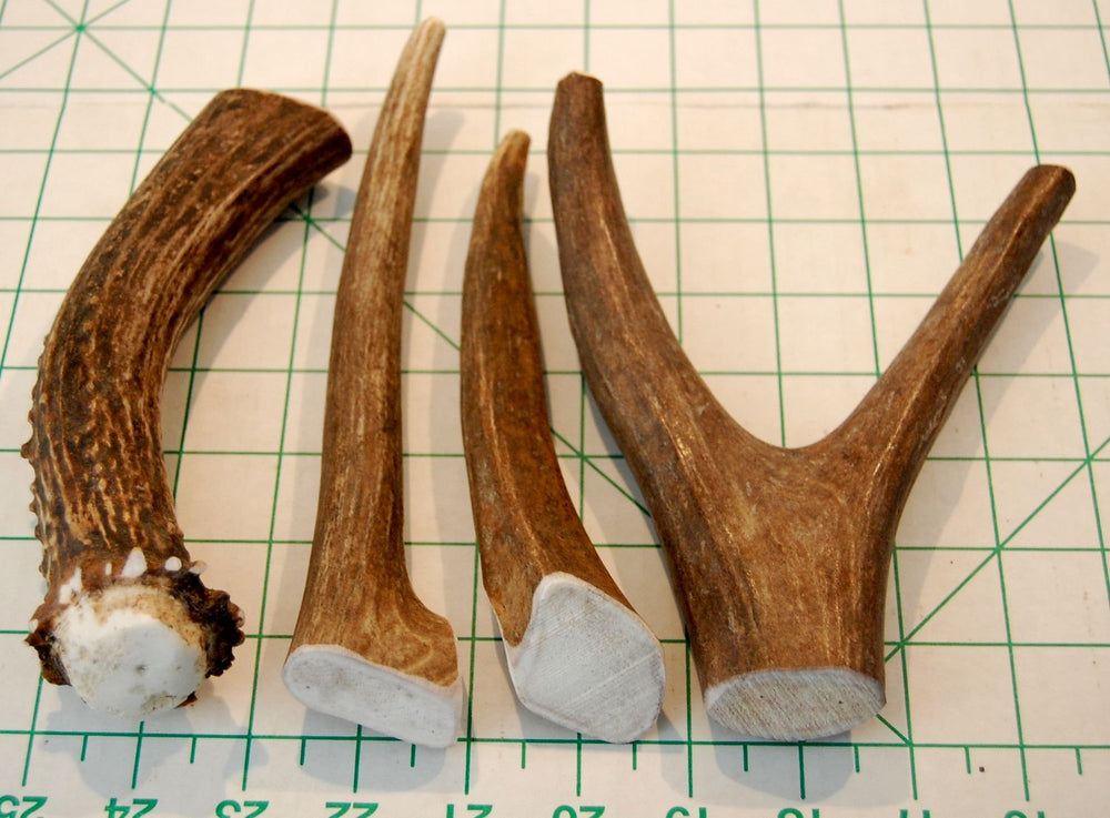 Big Dog Antler Chews custom-cut trimmed antlers—perfect indoor sizing.
