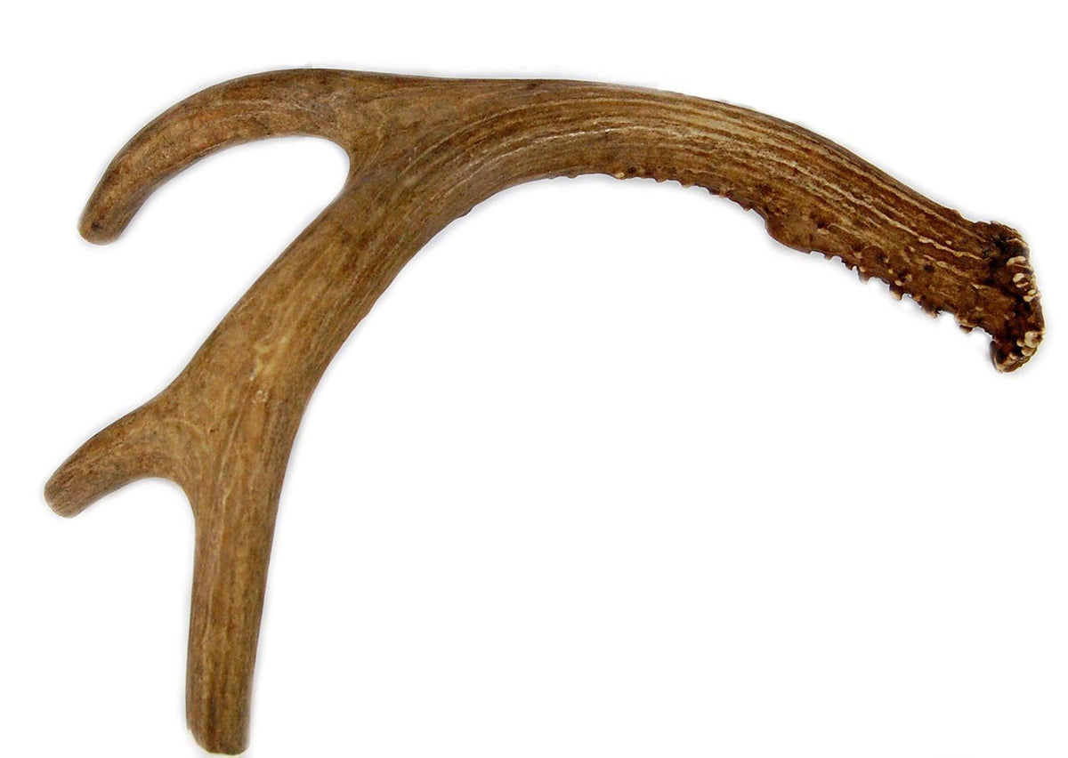 Big Dog Antler Chews show a whole 9-13 inch deer antler for durable indoor chewing.