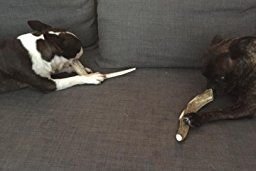 Big Dog Antler Chews happiness guarantee image—refund if not satisfied.