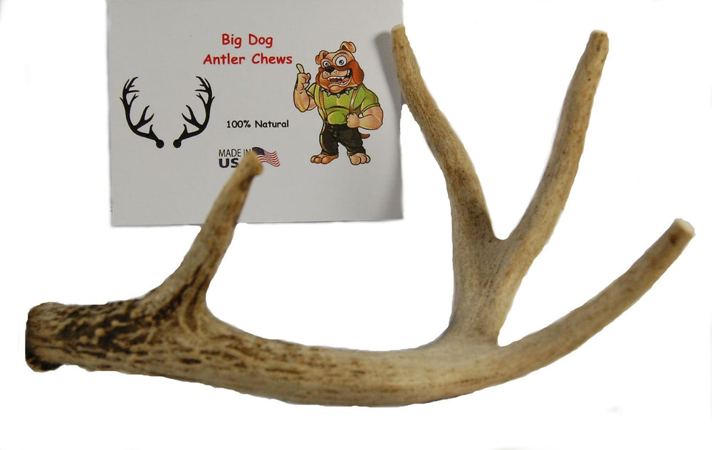Big Dog Antler Chews indoor-safe, no greasy mess