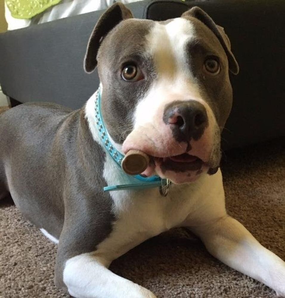 Big Dog Antler Chews indoor-safe chew—no greasy mess or odor.
