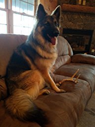 Big Dog Antler Chews offer natural calcium and minerals to support dental health during playtime