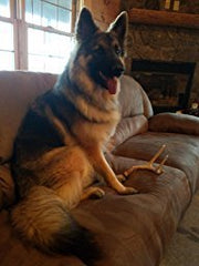Big Dog Antler Chews offer natural calcium and minerals to support dental health during playtime