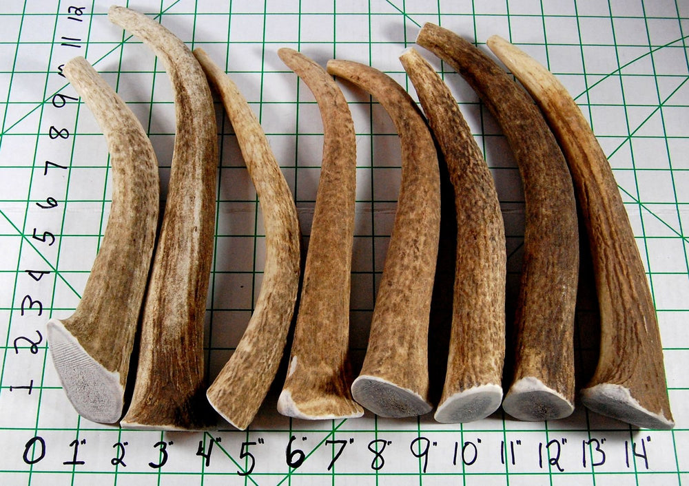 Big Dog Antler Chews no odor indoor use and mess-free