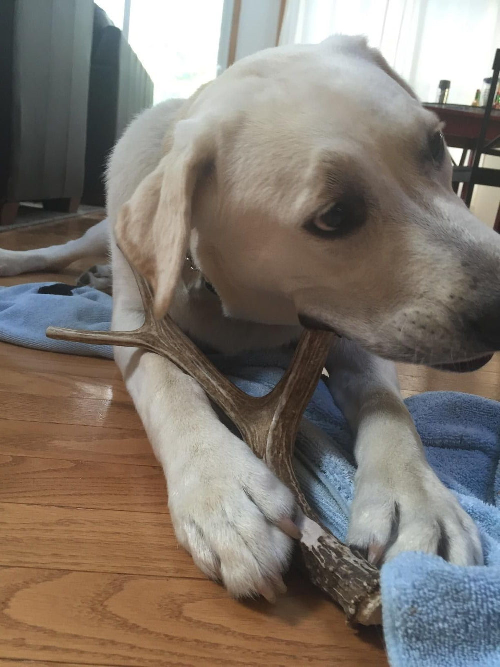 Big Dog Antler Chews preservative-free natural chew for dogs.
