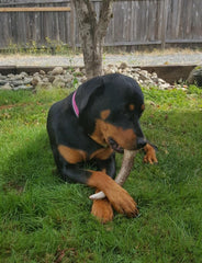 Big Dog Antler Chews image of sanded edges for safety