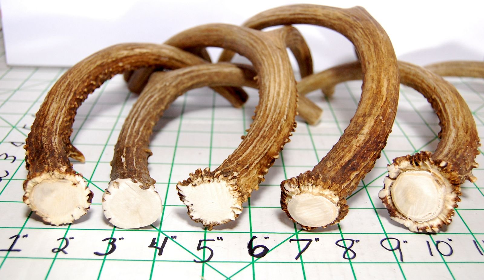 Big Dog Antler Chews sanded smooth edges for safe chewing.