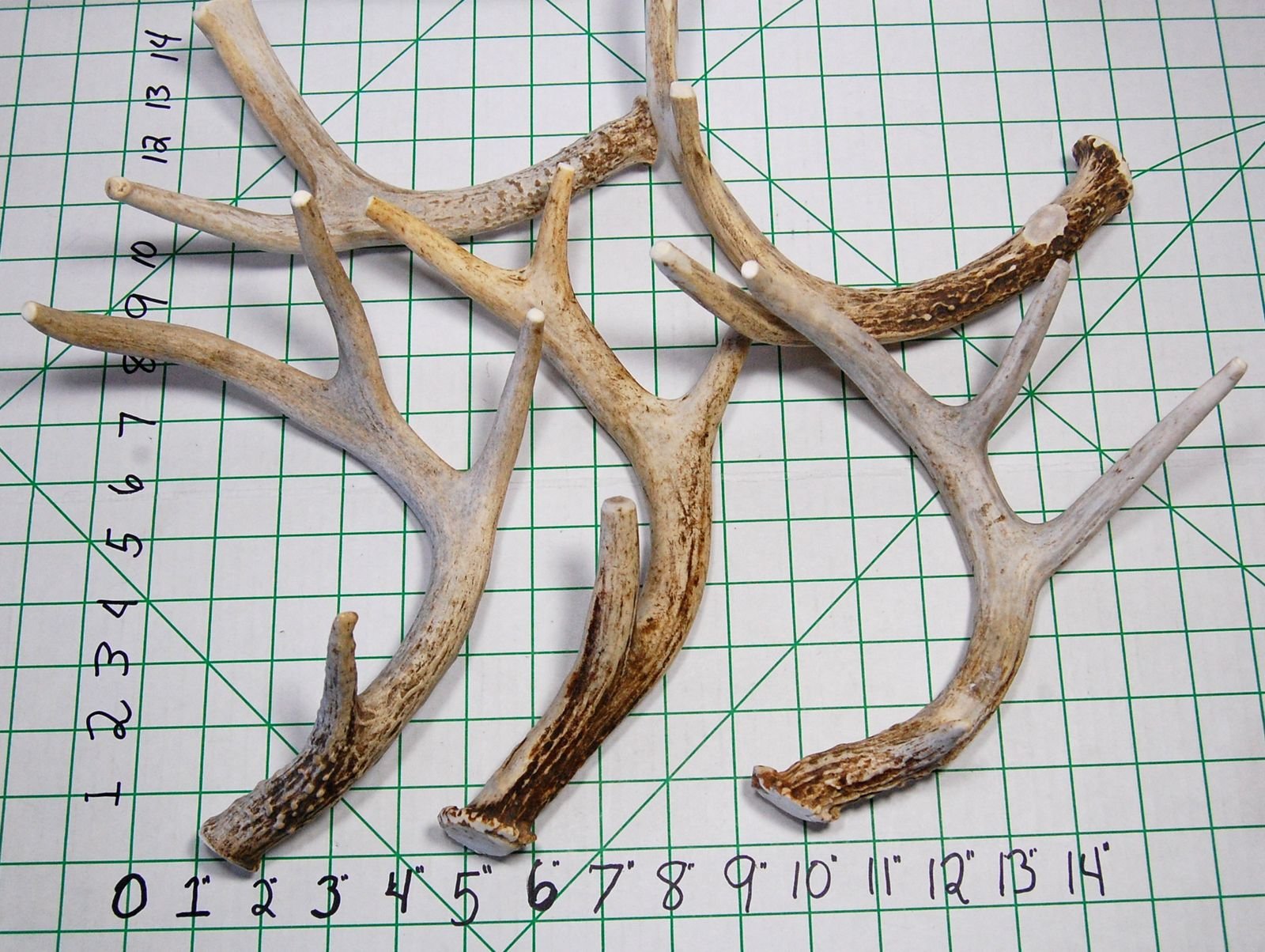 Big Dog Antler Chews: smooth-edged antler safe for chewing