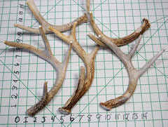 Big Dog Antler Chews: smooth-edged antler safe for chewing