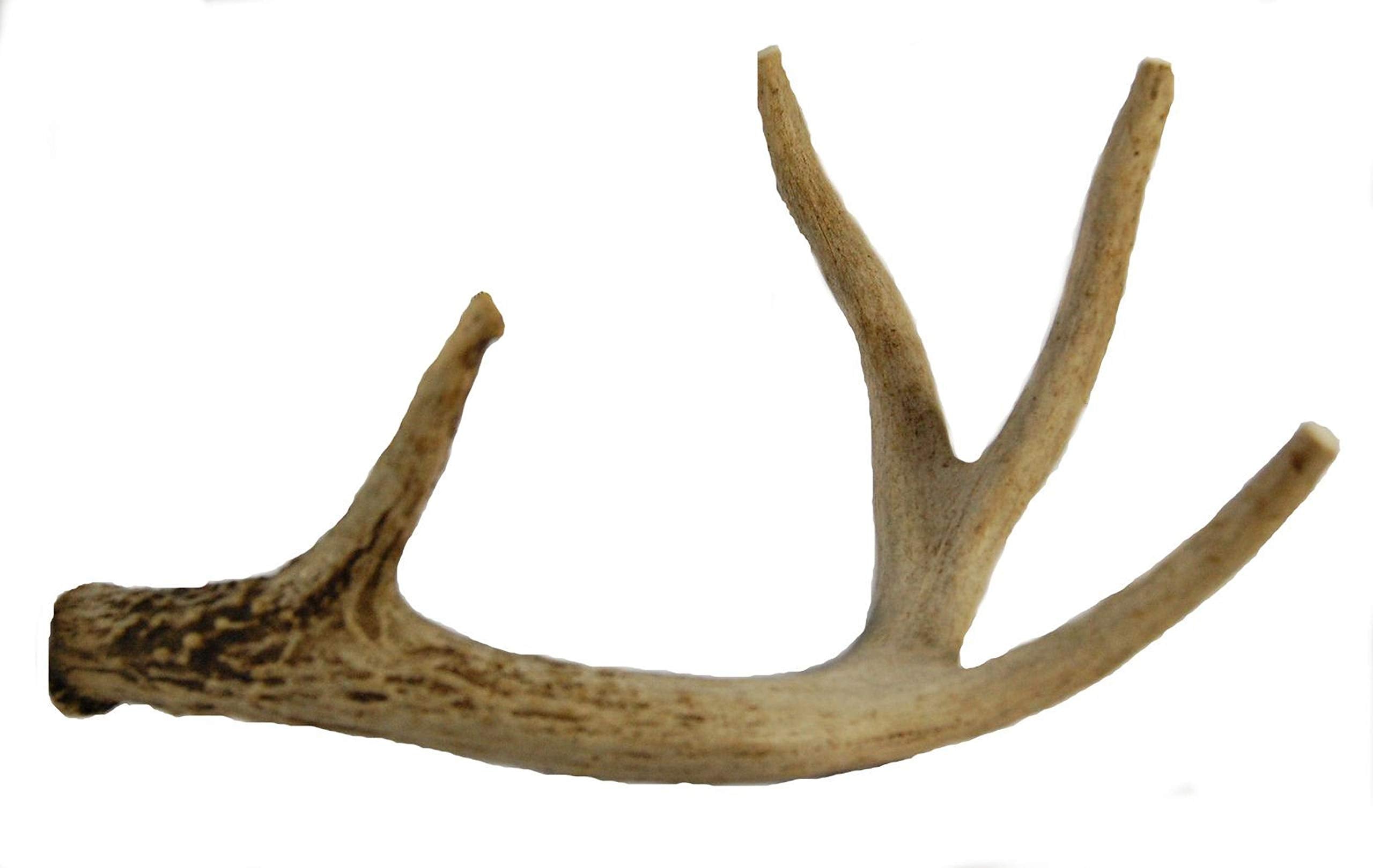 Big Dog Antler Chews: whole whitetail deer antler, long-lasting indoor chew for medium to large dogs
