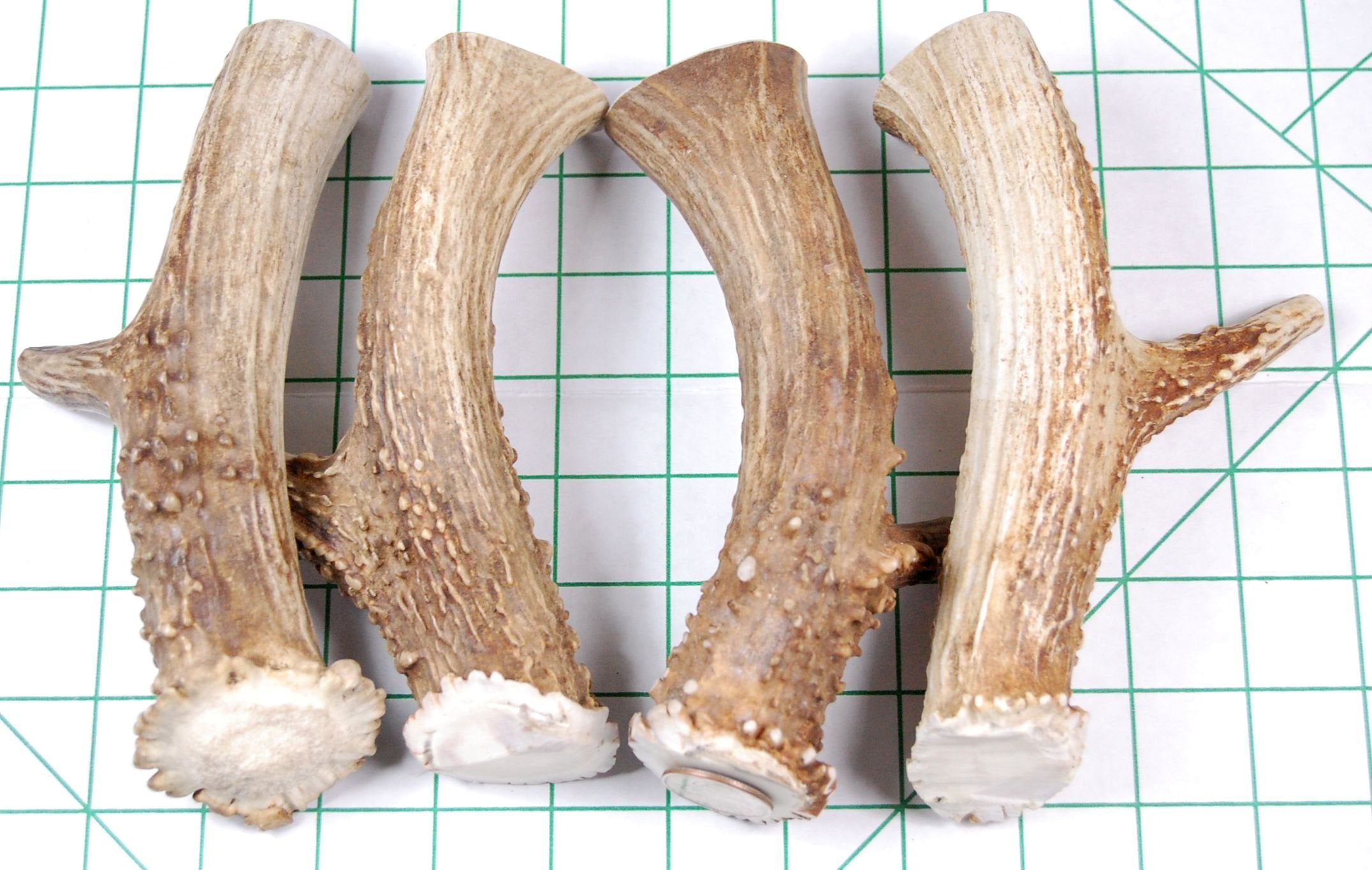 Big Dog Antler Chews wild deer-sourced material emphasizes natural origin