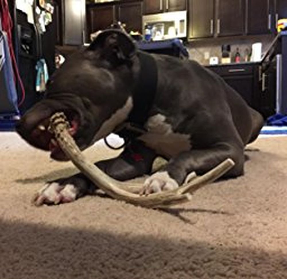 Big Dog Antler Chews XL calcium, phosphorus, manganese, zinc rich